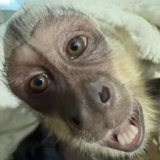 😜 emoji БОЛЬШЕ ⇨ @CLOOBHUB МАНКИ ОБЕЗЬЯНЫ MONKEYS ПОН Telegram sticker 8 of 70