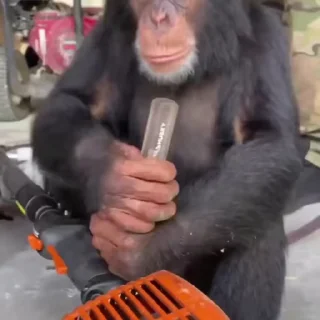 👷 emoji БОЛЬШЕ ⇨ @CLOOBHUB МАНКИ ОБЕЗЬЯНЫ MONKEYS ПОН Telegram sticker 16 of 70