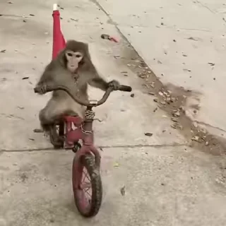 🚲 emoji БОЛЬШЕ ⇨ @CLOOBHUB МАНКИ ОБЕЗЬЯНЫ MONKEYS ПОН Telegram sticker 2 of 70