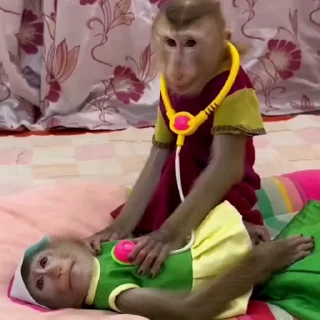 🧑‍⚕️ emoji БОЛЬШЕ ⇨ @CLOOBHUB МАНКИ ОБЕЗЬЯНЫ MONKEYS ПОН Telegram sticker 7 of 70