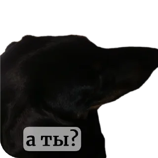 🐱 emoji кайло Telegram sticker 18 of 42