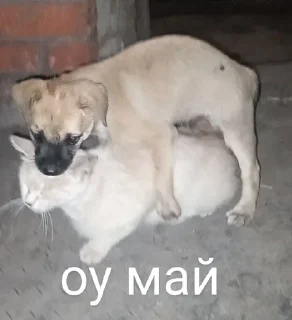 😿 emoji Якась дічара галімейша Telegram sticker 6 of 55