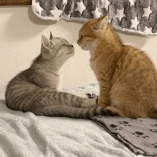 👩‍❤️‍💋‍👨 emoji вау Telegram sticker 23 of 28