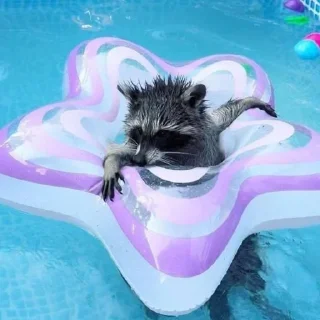 🩶 emoji raccoons Telegram sticker 18 of 32