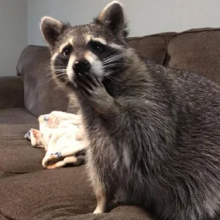 🩶 emoji raccoons Telegram sticker 15 of 32