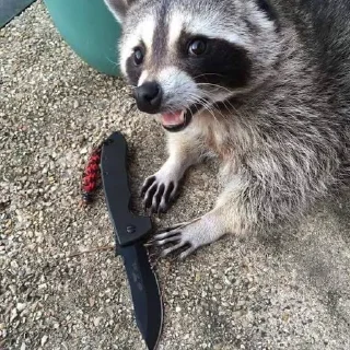 🩶 emoji raccoons Telegram sticker 17 of 32