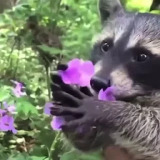 Sticker from raccoon <3