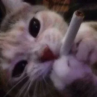 🚬 emoji Больше стикеров 👉 @stickers_for_sex Telegram sticker 23 of 86