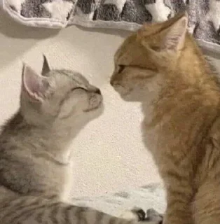 🐈 emoji Больше стикеров 👉 @stickers_for_sex Telegram sticker 20 of 86