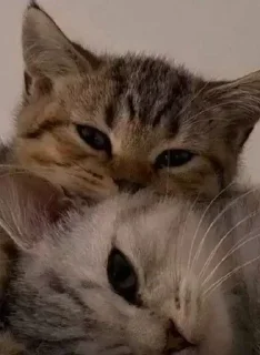 🐈 emoji Больше стикеров 👉 @stickers_for_sex Telegram sticker 18 of 86