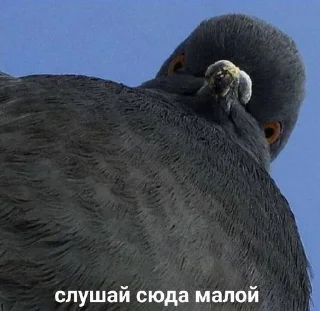 🥸 emoji я в шоке Telegram sticker 16 of 43