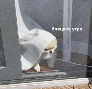 🥲 emoji я в шоке Telegram sticker 20 of 43