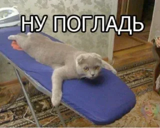 🤩 emoji Мемы часть 2 https://t.me/er_9_tm @TgEmodziBot Telegram sticker 20 of 120