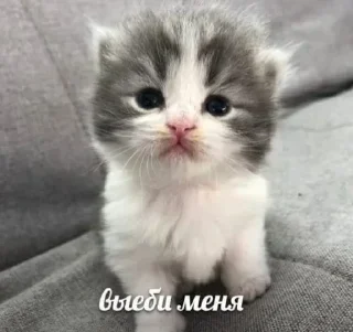 🥺 emoji Больше стиков тут: @stikery4 Telegram sticker 8 of 40