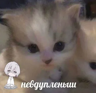 🥺 emoji Больше стиков тут: @stikery4 Telegram sticker 15 of 40