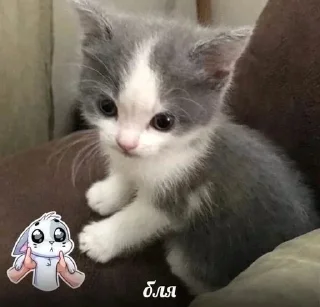 😐 emoji Больше стиков тут: @stikery4 Telegram sticker 1 of 40