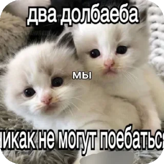 🐱 emoji ебучий шакал Telegram sticker 23 of 41
