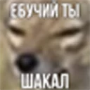 😠 emoji ебучий шакал Telegram sticker 11 of 13