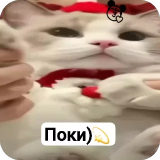 🌟 emoji Котики💫 Telegram sticker 7 of 22
