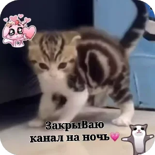 😡 emoji Котики💫 Telegram sticker 22 of 22