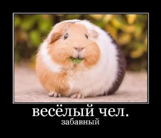 😄 emoji жоски чел von Gauß Telegram sticker 24 of 27
