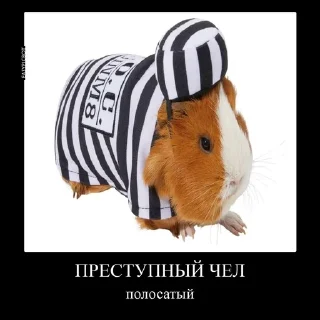 🙊 emoji жоски чел von Gauß Telegram sticker 21 of 27