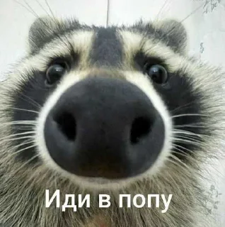 😒 emoji енотики ➡️ @Ctikerubot Telegram sticker 8 of 59
