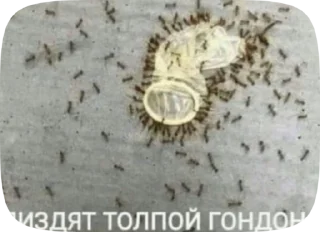 Sticker from малыха бомба