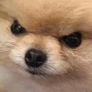 😐 emoji Покажи сиськи Telegram sticker 11 of 80