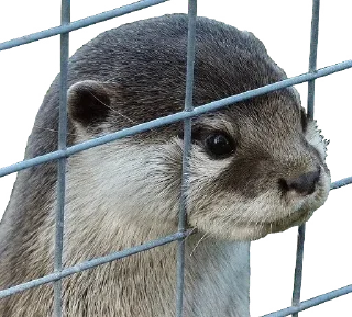 😐 emoji Покажи сиськи Telegram sticker 10 of 80