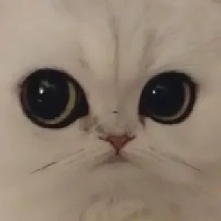 😐 emoji Покажи сиськи Telegram sticker 20 of 80