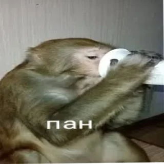 😑 emoji Пупсик Telegram sticker 5 of 31