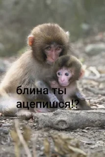 🌟 emoji брадке Telegram sticker 21 of 38