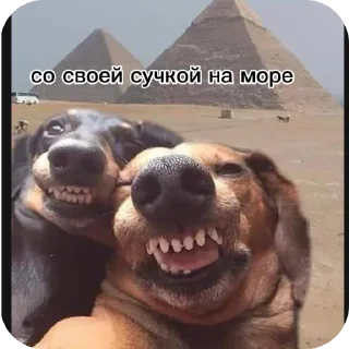 🙂 emoji Лесная братва ➡️ @Ctikerubot Telegram sticker 12 of 14