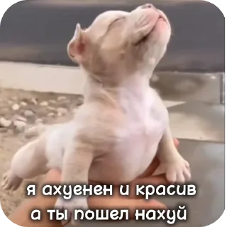 ✋ emoji Лесная братва ➡️ @Ctikerubot Telegram sticker 11 of 14