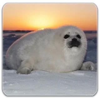 🌇 emoji seals☆ Telegram sticker 14 of 18