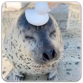 💭 emoji seals☆ Telegram sticker 9 of 18