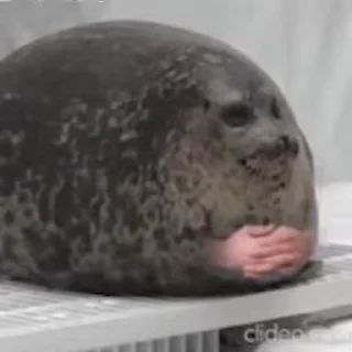 Sticker from seals