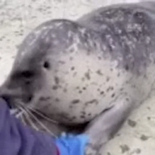 Sticker from seals