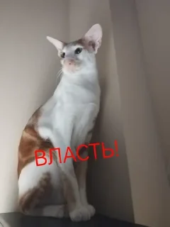 Sticker from Пупсик