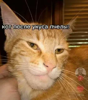 😎 emoji гав гав ➡️ @Ctikerubot Telegram sticker 6 of 53