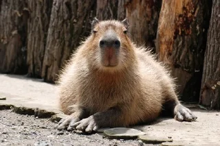 Sticker from Capybara