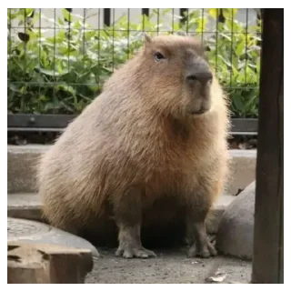 🤨 emoji capybara) Telegram sticker 21 of 48