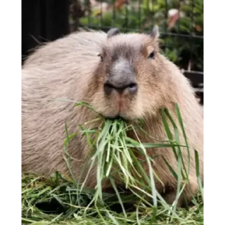 🥒 emoji capybara) Telegram sticker 23 of 48