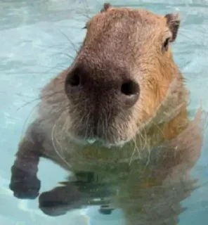 🌊 emoji capybara) Telegram sticker 15 of 48