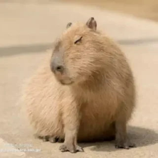 👉 emoji capybara) Telegram sticker 22 of 48