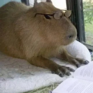 🤓 emoji capybara) Telegram sticker 24 of 48