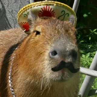 🤠 emoji capybara) Telegram sticker 1 of 48