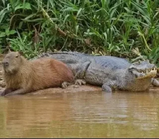 🐊 emoji capybara) Telegram sticker 5 of 48