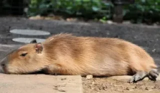 💤 emoji capybara) Telegram sticker 12 of 48